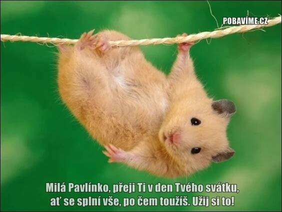 Přání k svátku pro Pavlínu | Pobavime.cz