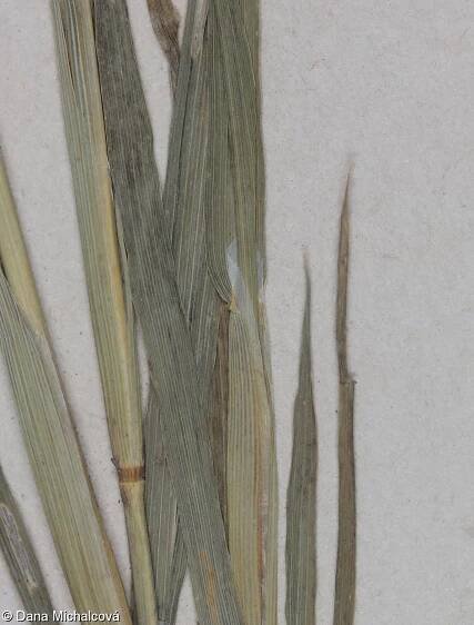 Phalaris canariensis – chrastice kanárská • Pladias: Databáze české flóry a vegetace