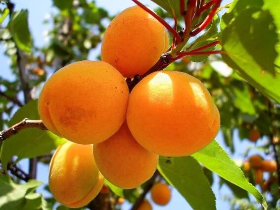 Meruňka 'Early Orange' - Zahradní centrum 
