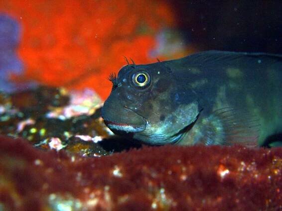HOME - TENERIFE DIVING - TENERIFE DIVING WITH ECOLOGICAL DIVERS TENERIFE