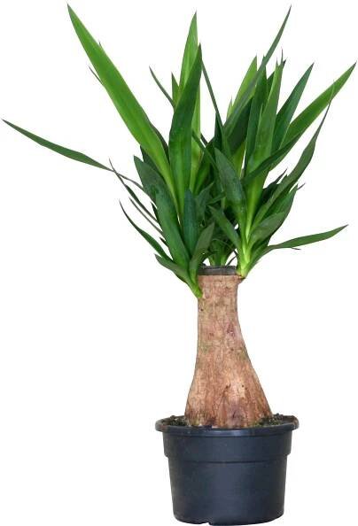 Juka výška cca 65 cm průměr květináče cca 21 cm Yucca elephantipes