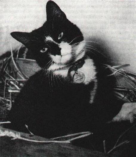 Simon (cat) - Wikipedia