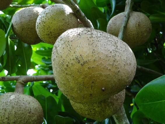 Soubor:Abricot des Antilles 01.JPG – Wikipedie
