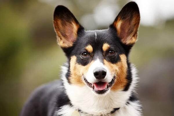 black tan white Corgi close up