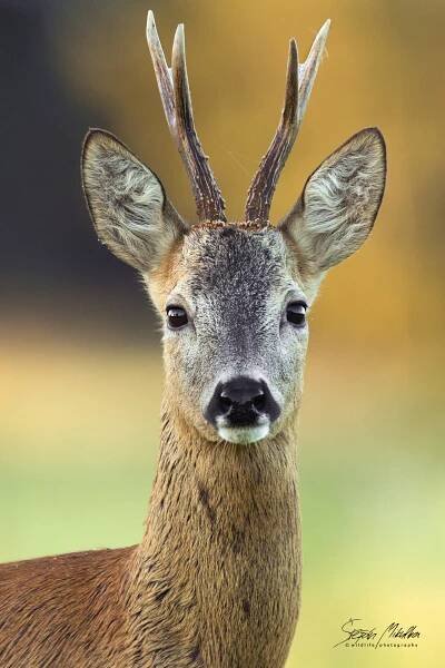 Sudokopytníci jelenovití | Štěpán Mikulka | Wildlife fotograf