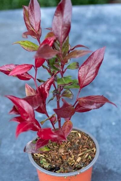 Container plants for winter #middlesizedgarden