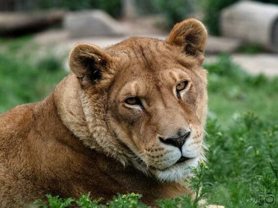 Zoologická zahrada Dvorec u Borovan - ZOO Dvorec | Třeboň a okolí - Třeboňsko.cz