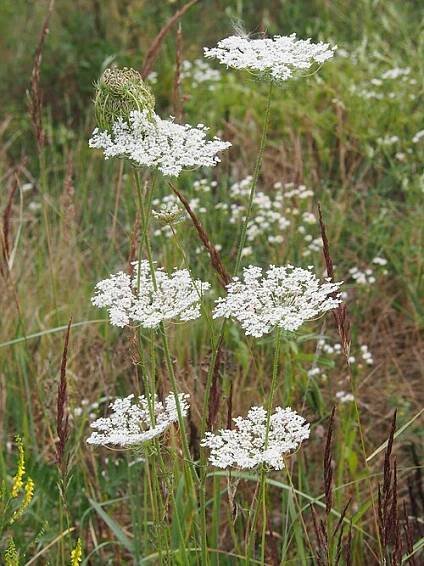 Conium maculatum - Wikipedia
