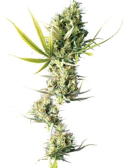 Durban (Feminized Seeds)