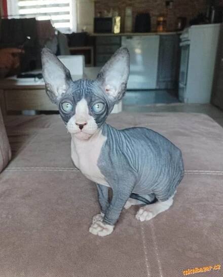 Prodám - Koťata kočky Sphynx k prodeji, Karviná