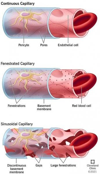 Continuous Capillaries: Anatomy and Function