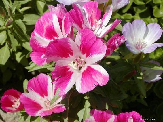 Lokanka lepá - Clarkia unguiculata