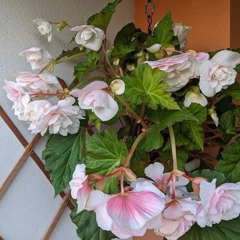 Begonie Angelique převislá - Begonia odorata - prodej cibulovin - 2 ks