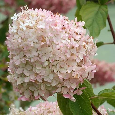 Hydrangea 'Phantom' K9- hortenzia metlinatá | SlovenskeTrvalky.sk