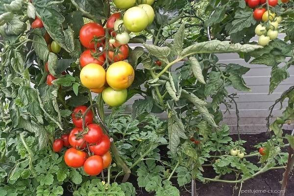 Lilek rajče Tipo F1 (Solanum lycopersicum)