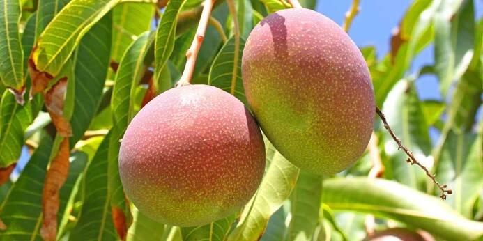 Fruits