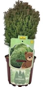 Túje/zerav západní FloraSelf Thuja occidentalis 'Teddy' 15-20 cm květináč 1,5 l
