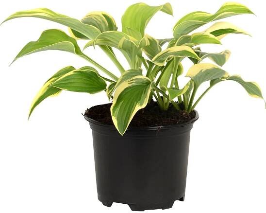 OBI Bohyška žlutá/pestrá pr. květináče cca 13 cm Hosta