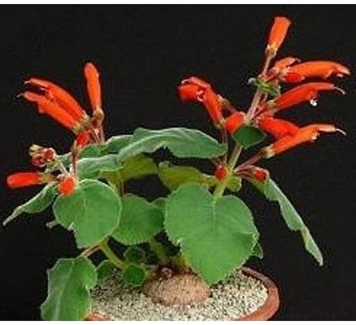 Sinningia cardinalis