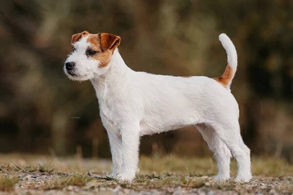 Kaszovölgyi-Fürge Kleo - Shah-Azim Jack Russell teriér
