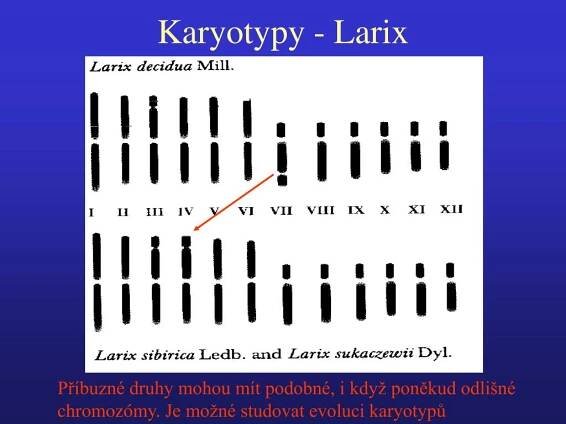 PPT - Základy Geneti ky PowerPoint Presentation, free download - ID:4471617