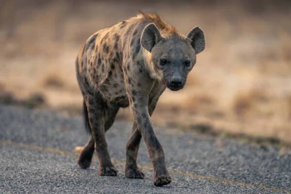 hyena skvrnitá kráč í po silnici směrem ke kameře - hyenovití - stock snímky, obrázky a fotky