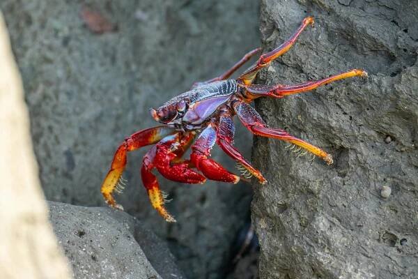 bezplatná Barevný Krab Na Skalnatém Pobřeží V Maspalomas Základová fotografie