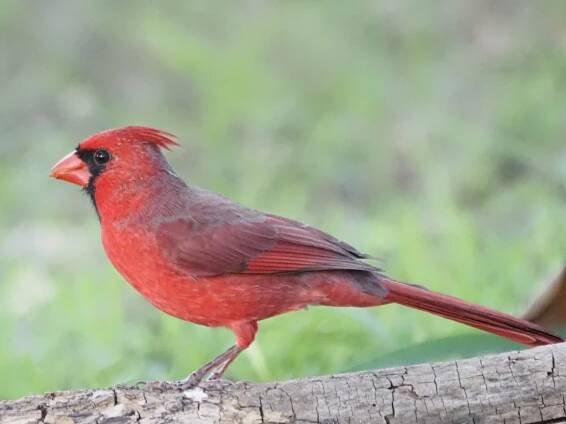 birding in Texas | Barcelona Birding Point Blog