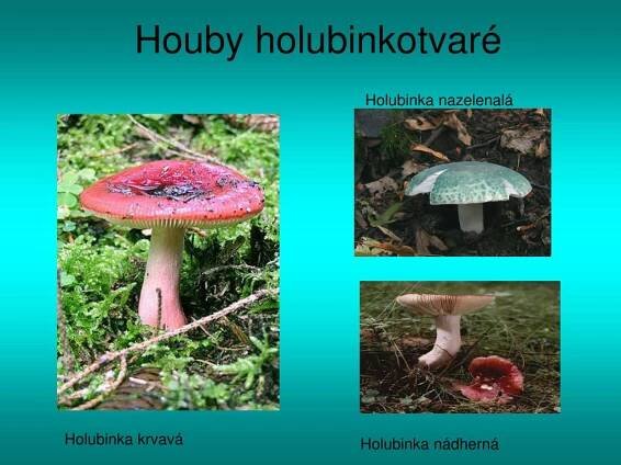 PPT - Houby stopkovýtrusné PowerPoint Presentation, free download - ID:3515221