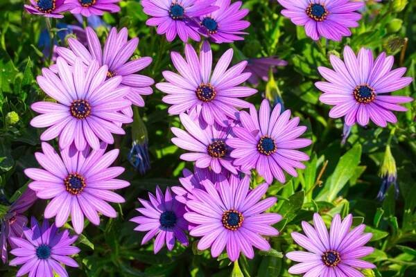 GALERIE: Kapská kopretina neboli osteospermum vás nadchne svými neuvěřitelnými květy | Naše krásná zahrada