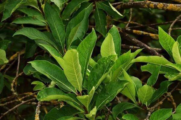 Sněhulák virginský (Chionanthus virginicus)