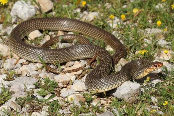 Snakes of Greece