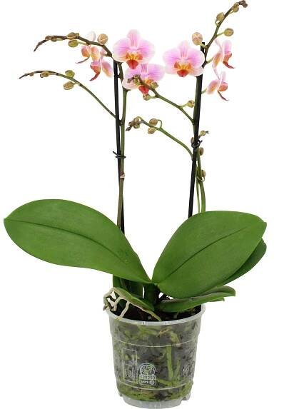 GROW by OBI Orchidej motýlokvětá "Phalaenopsis", různé druhy, pr. 12 x 35-50 cm