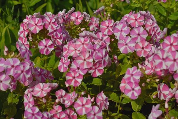 Phlox paniculata ́Bambini Candy Crush ́