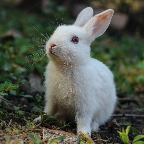 rabbit