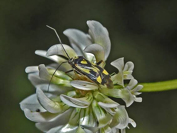 Grypocoris