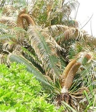 Cycas rumphii