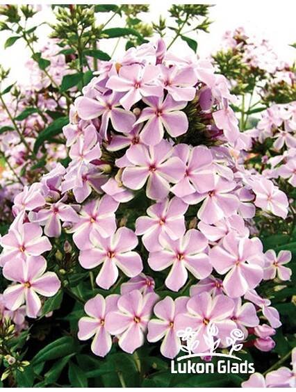 Phlox paniculata ALL IN ONE - plamenka latnatá, flox - Lukon Glads s.r.o.
