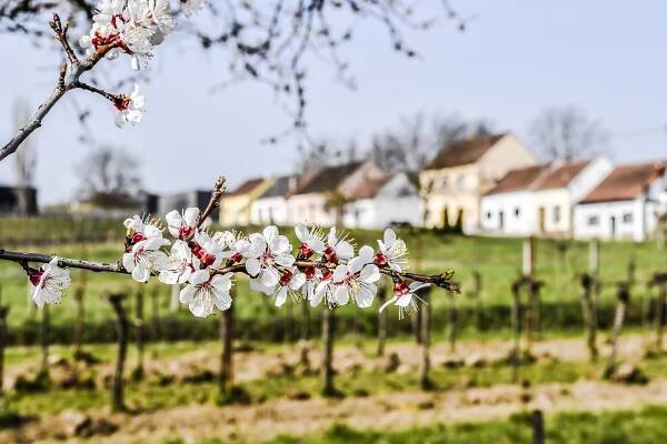 Servus Frühling in Langenlois