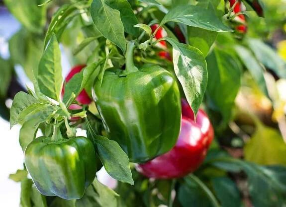 Cultivo de pimientos en huerto