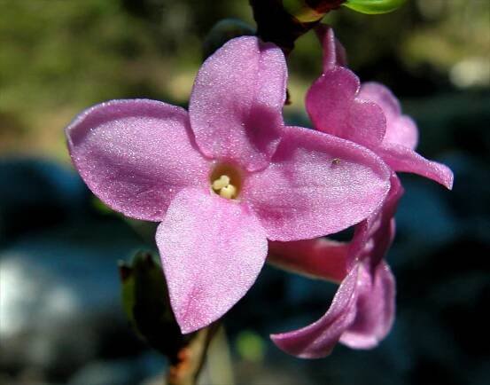 Daphne mezereum L. - Portale della Flora d'Italia / Portal to the Flora of Italy