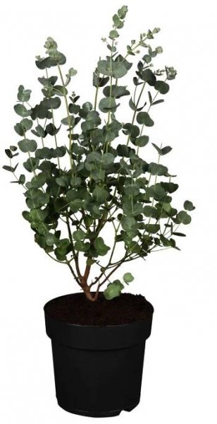Blahovičník gunnův (Eucalyptus gunii) "Azura" keř, 40-60 cm, pr. kv. 19 cm nakoupit u OBI