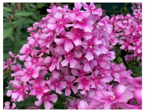 Phlox paniculata MISS ELIE - plamenka latnatá, flox - Lukon Glads s.r.o.