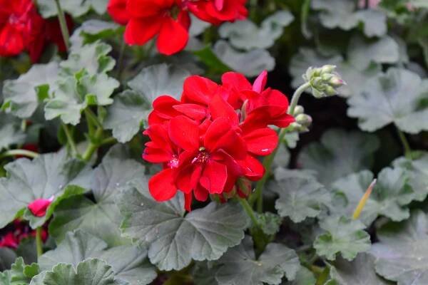 květ, závod, bylina, okvětní lístek, Flora, pelargonie, Příroda, zahrada