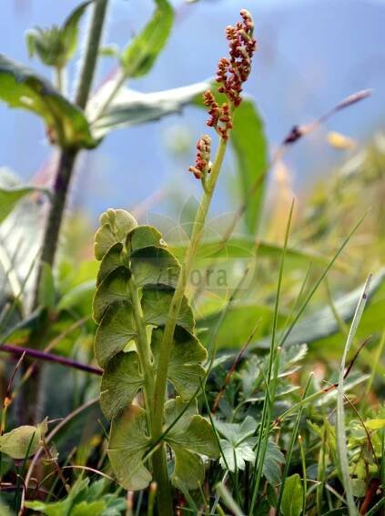 Botrychium lunaria - Ophioglossaceae,Plantae,Pteridobiotina,Polypodiophyta,Polypodiopsida,Ophioglossidae,Ophioglossales,Ophioglossaceae,Botrychioideae,Botrychium,Botrychium lunaria,Botrychium lunaria f. lunaria, Botrychium lunaria var. lunaria,Echte Mondraute;Mond-Rautenfarn;Mondraute;moonwort;common moonwort;botryche lunaire;Botryche lunaire;lunaria menor;Botrichio lunaria;erba lunaria;gewoone maanvaren;gewone maanvaren;gelobde maanvaren;богородицына ручка;ключь-трава;гроздовник полулунный;gazaldili;sefir;llunària;låsbräken;almindelig månerude;podejżrzon księżycowy;hime-hana-warabi;ヒメハナワラビ;enostavna mladomesečina;navadna mladomesečina;kis holdruta;vratička měsíční;limba cucului;vratička mesiačikovitá;гронянка півмісяцева;лунна папрат;kuu-võtöehein;pusmēness ķekarpaparde;marinøkkel;ketonoidanlukko;tungljurt;обичин месечинац;paprastasis varpenis;shān yǔ yīn dì jué;扇羽阴地蕨