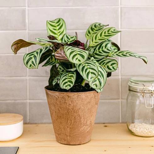 Ctenanthe Burle Marxii