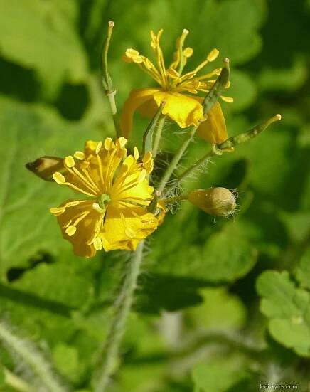 Vlaštovičník větší (Chelidonium majus)
