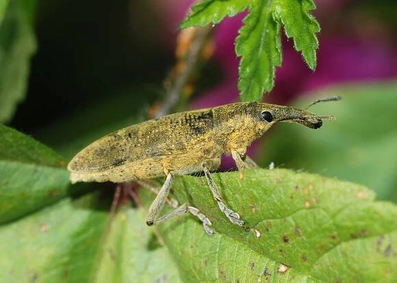 Curculionoidea