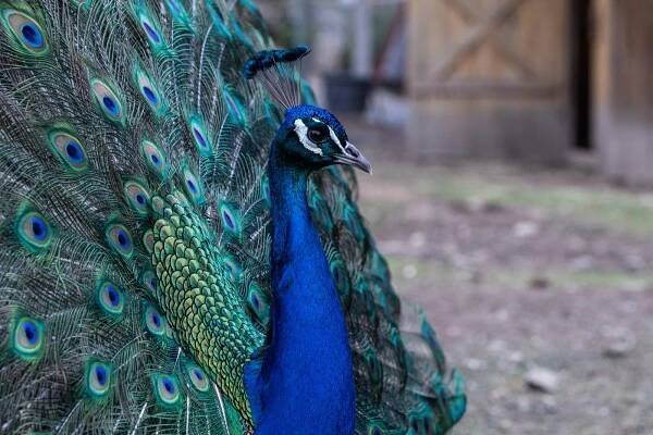 Obrazem: Jarní zoo je plná života, láká i na mláďata - OLOMOUC.CZ