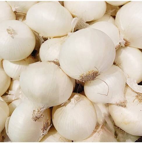 Cibule sazečka zimní Snowball - Allium cepa - prodej cibulek - 50 ks